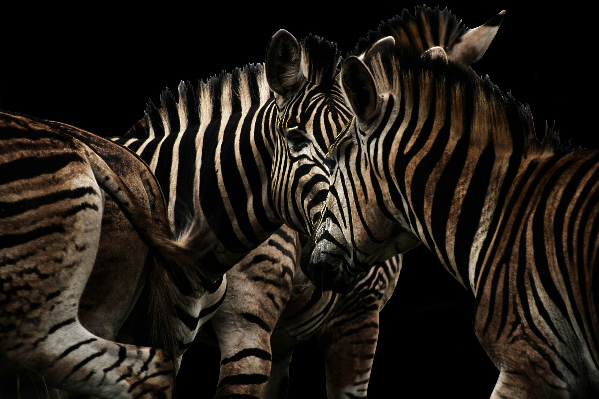 Herd of zebras standing side by side on a black background